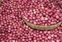 Onion prices in Tamilnadu soar by 140 pct over last 2 days